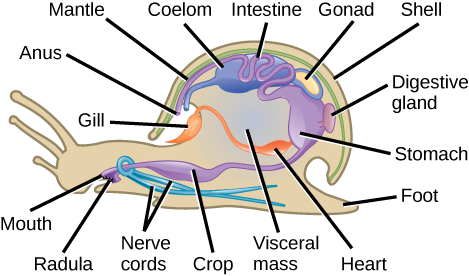 Snail - Nervous system